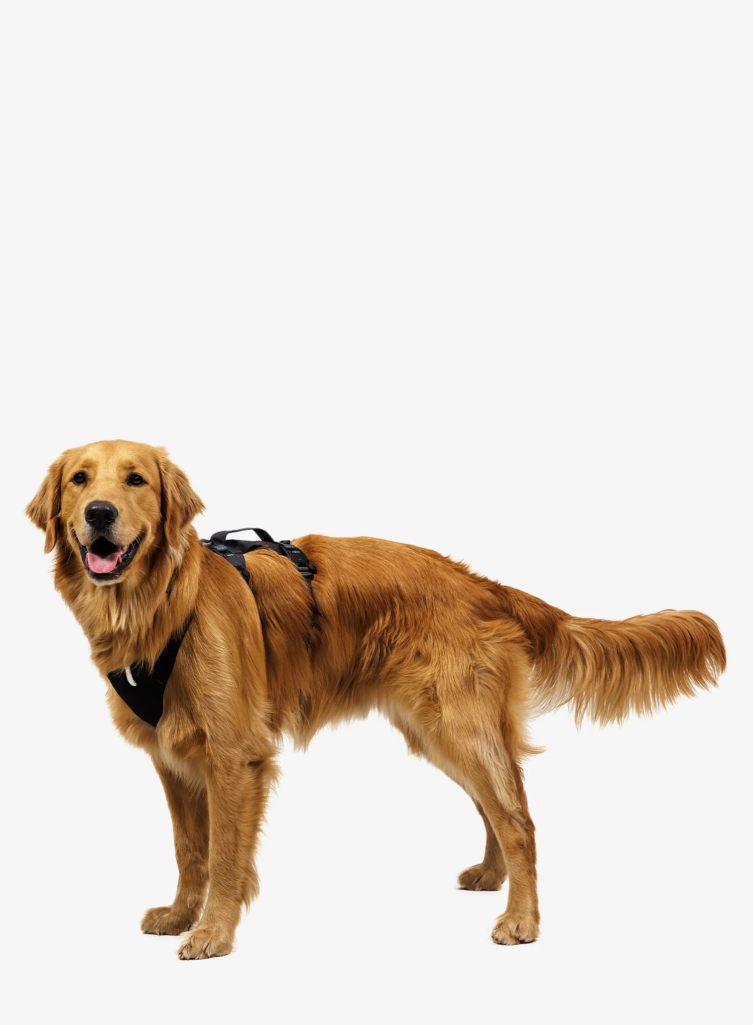 Postroj pre psa Ruffwear Ridgeline Harness - obsidian black