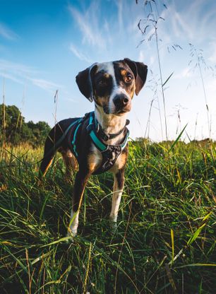 Postroj pre psa Ruffwear Hi and Light Harness M - basalt gray