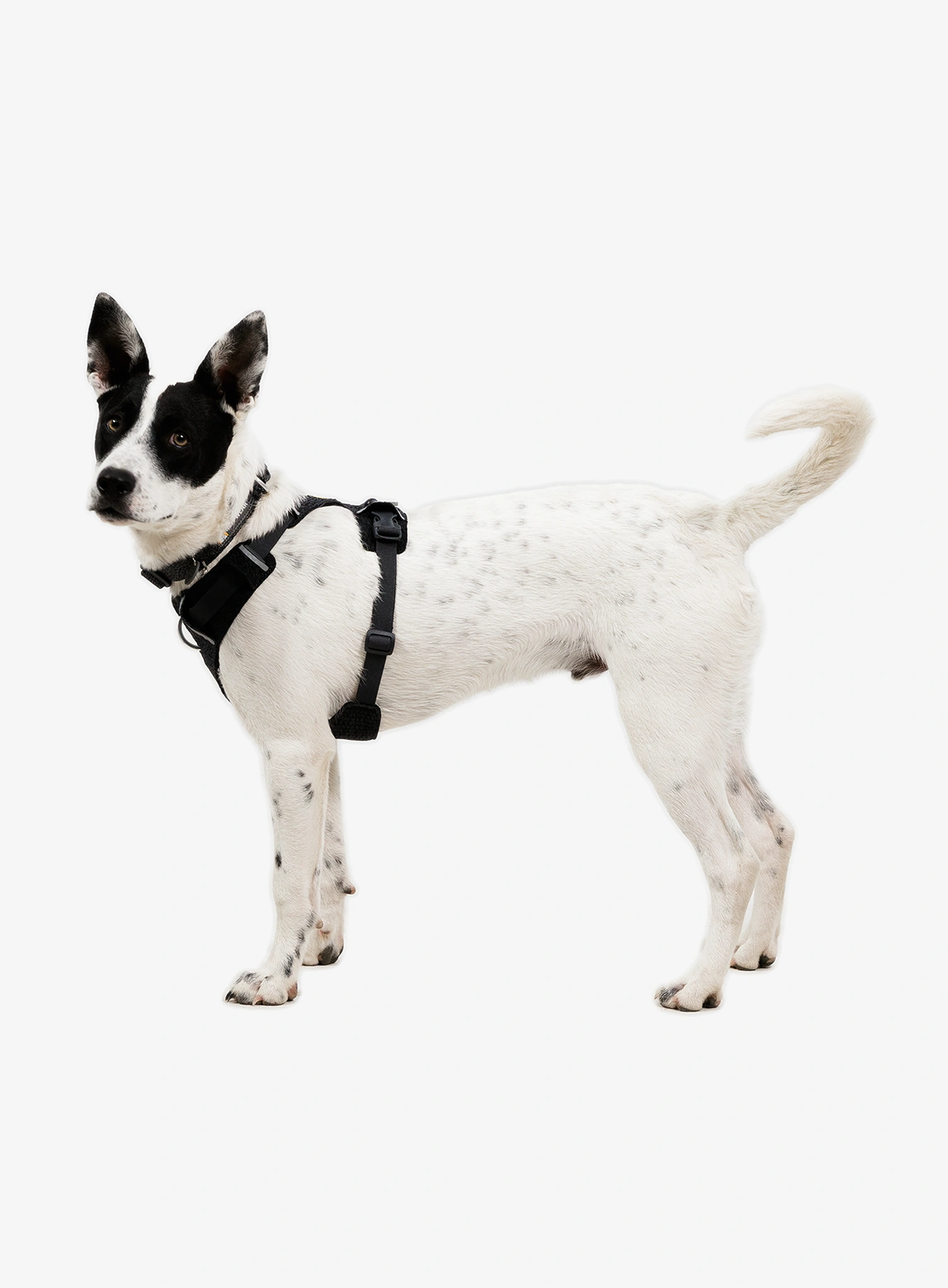 Postroj pre psa Ruffwear Front Range Flex Harness S  - basalt gray