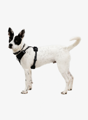 Postroj pre psa Ruffwear Front Range Flex Harness XS - basalt gray