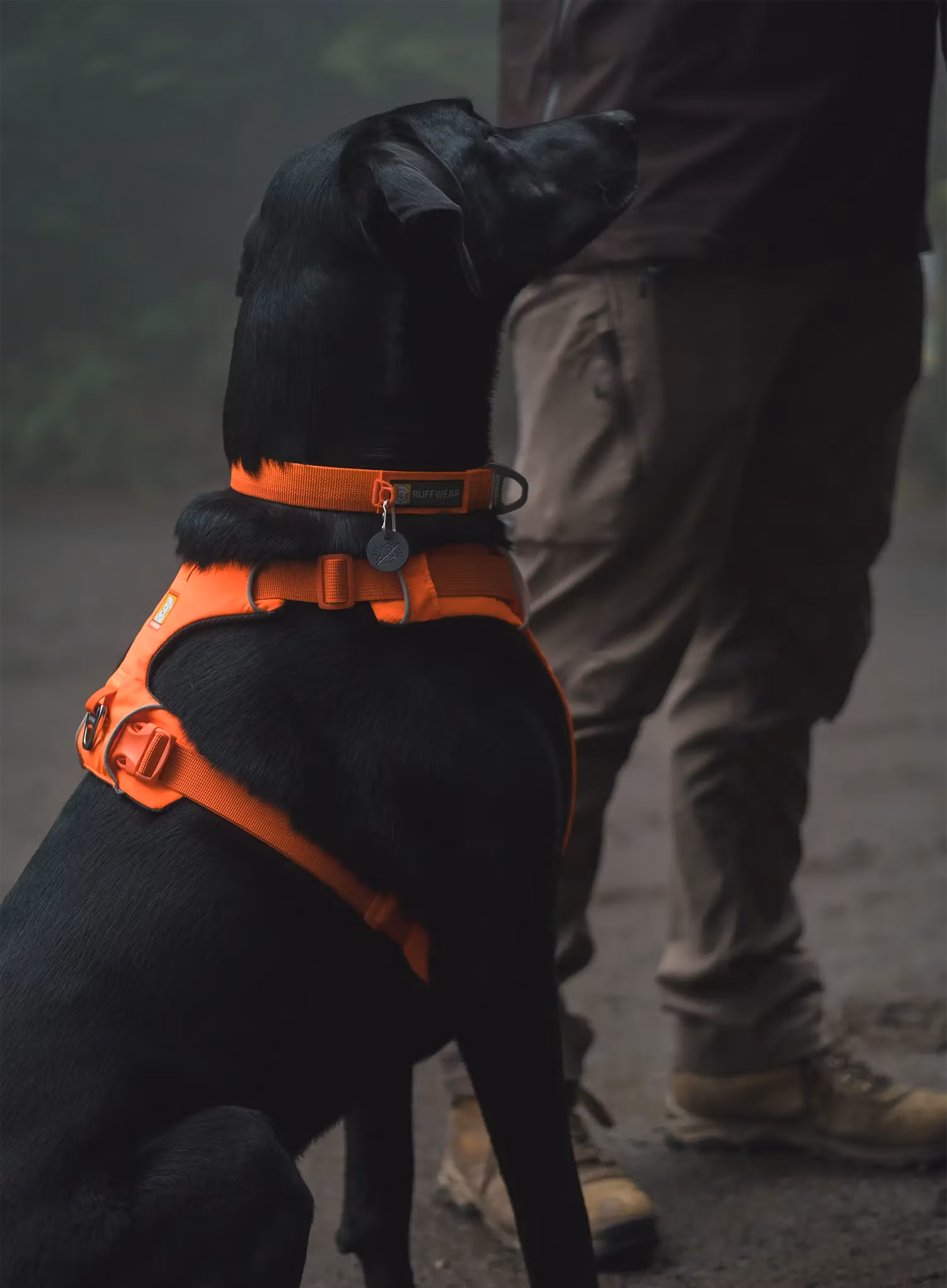 Postroj pre psa Ruffwear Web Master Harness - blaze orange