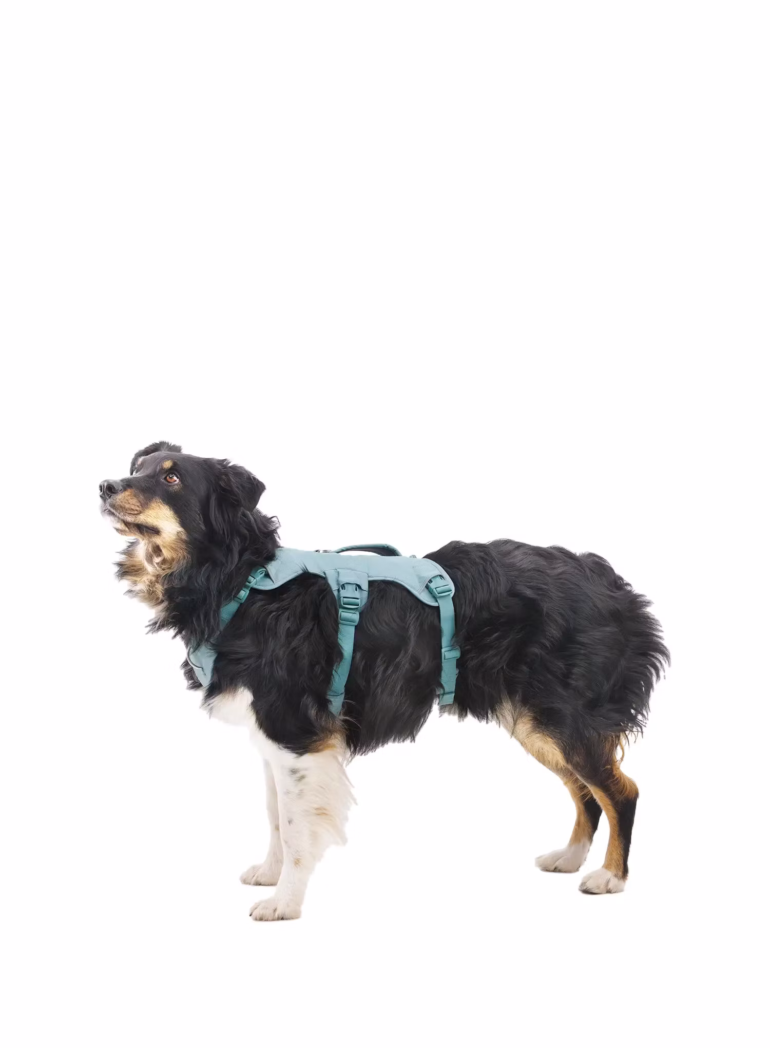 Postroj pre psa Ruffwear Web Master Harness - river rock green